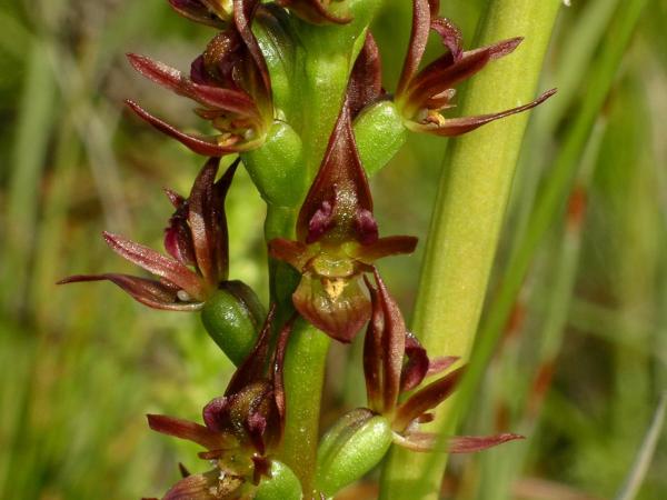 Prasophyllum barnettii - graceful Leek Orchid.jpg